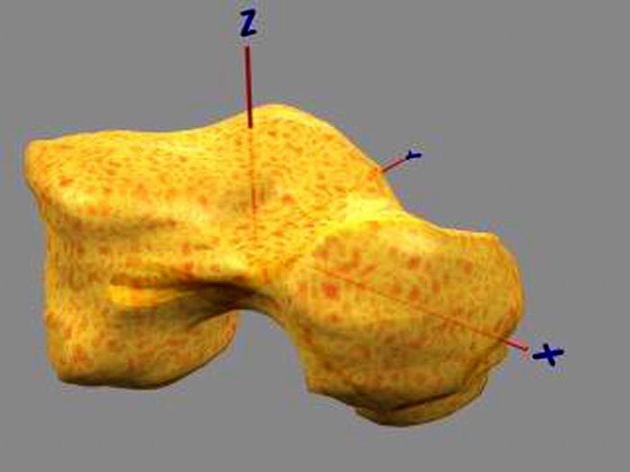 Astragalo modello virtuale